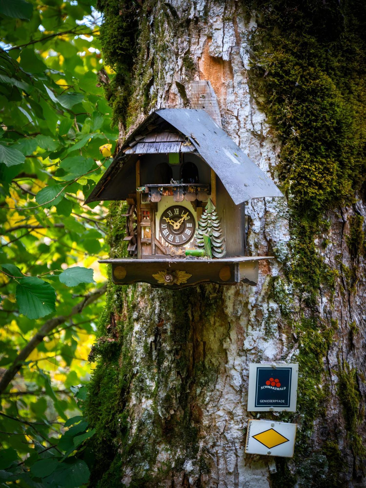Landhaus Panoramablick Schonach im Schwarzwald 외부 사진